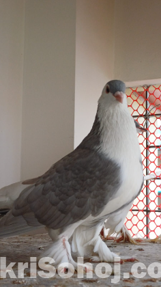 সিরাজি নর